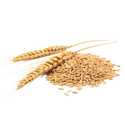 machine-dressed-wheat